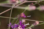 Tall ironweed